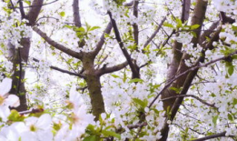 樱花视频下载,轻松获取精彩瞬间，留住美好回忆